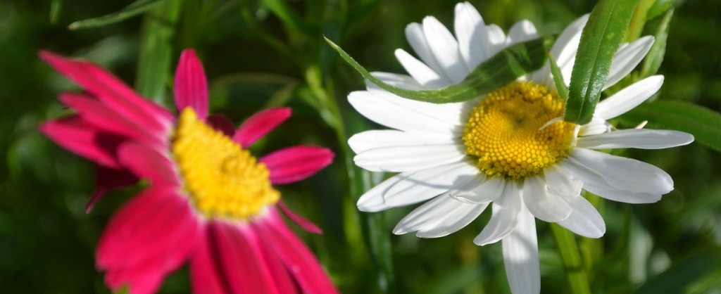 blomlite