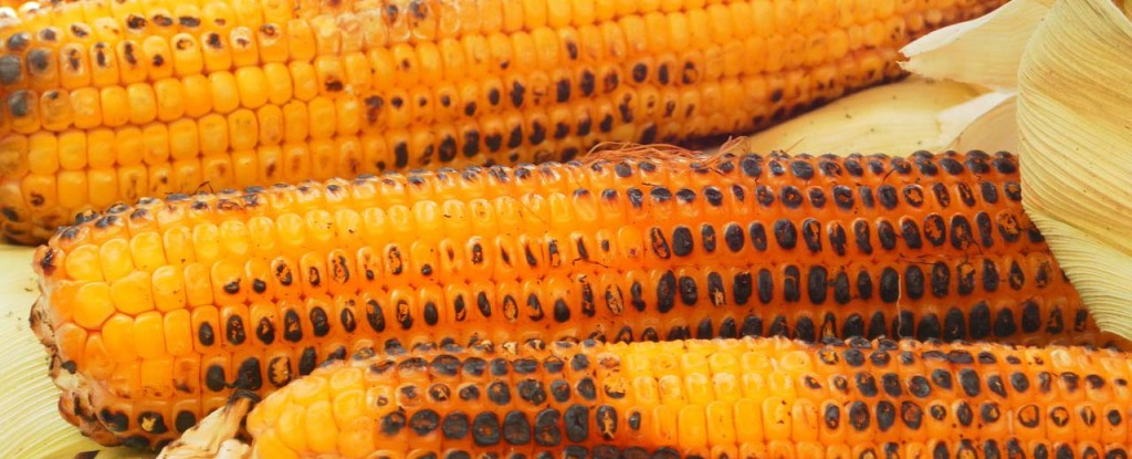grillaliten1