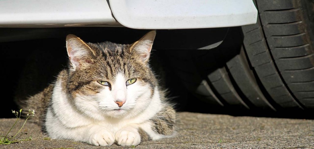 parkering8