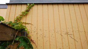 Rådhusvin klättrar på fasaden och lämnar fula spår efter sig.