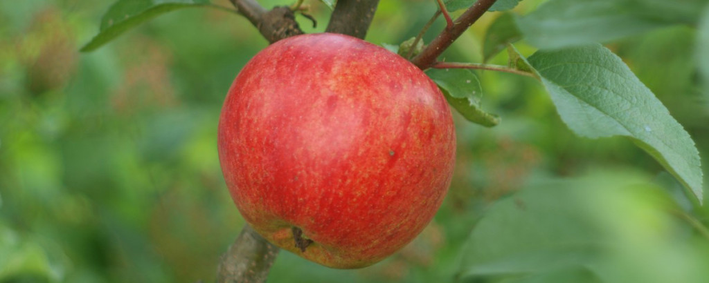 äpple