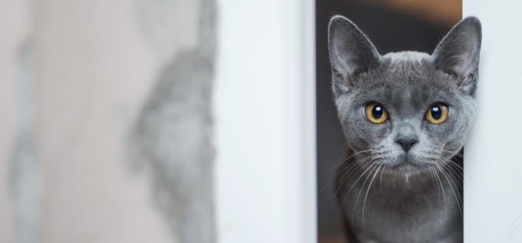 nyfikenkatt