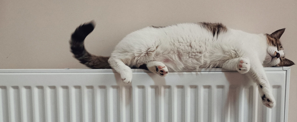 En katt ligger på ett element