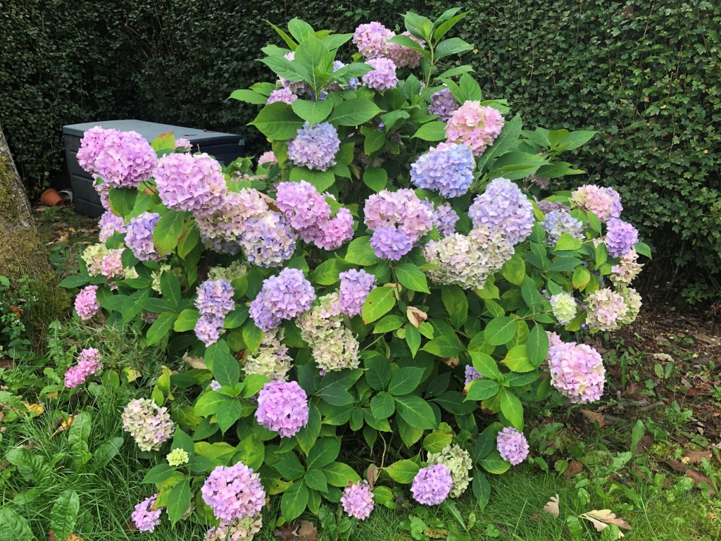 blomma hortensia
