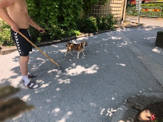 hundpassning