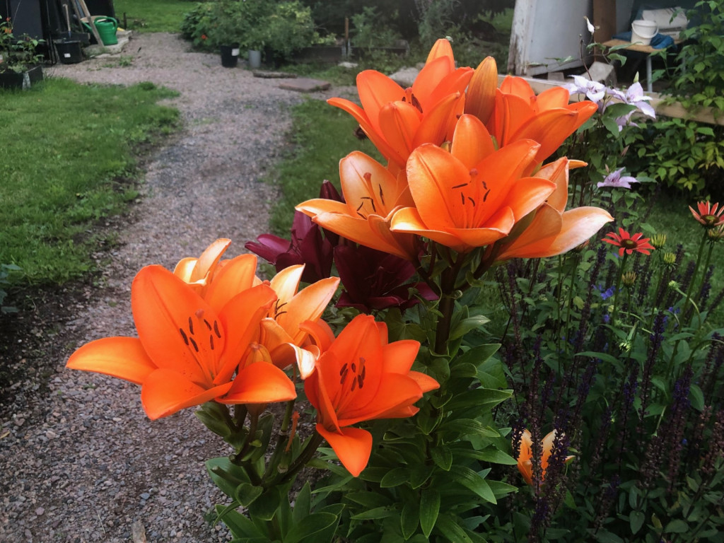 blomma